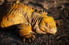 Galapagos Islands Scuba Diving 10