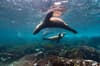 Galapagos Islands Scuba Diving 3