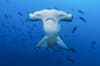 Galapagos Islands Scuba Diving 5