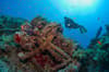 Marsa Alam Brothers Elphinstone 11