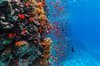 Sharm El Sheik Hurghada Dahab 02
