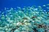 Rangiroa French Polynesia Scuba Diving 5