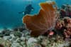 Grenada Caribbean scuba diving 5