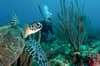 Grenada Caribbean scuba diving 9