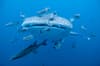 Utila Honduras Scuba Diving