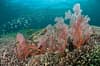 Amed Bali Indonesia 10