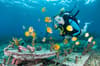 Lembongan Penida Diving 2