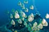 Lembongan Penida Diving 3