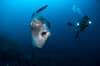 Mola Mola Diving Nusa Penida Lembongan Bali Indonesia 2