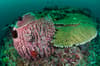 Padangbai Candidasa Bali Indonesia 6