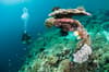 Pemuteran Menjangan Bali Indonesia 8