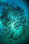 Tulamben Bali Indonesia Diving Liberty 3