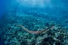 Banda Sea Forgotten Islands Indonesia 6