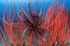 Halmahera Indonesia scuba diving 11