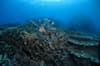 Halmahera Indonesia scuba diving 2