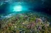 Halmahera Indonesia scuba diving 3