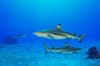 Halmahera Indonesia scuba diving 6