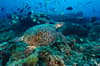 Sangalaki Derawan Maratua Indonesia 2