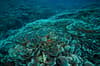 Sangalaki Derawan Maratua Indonesia 6