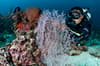 Gili Islands Scuba Diving Trawangan Air Lombok 9