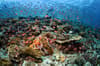 Alor Pantar Nusa Tenggara Indonesia 3