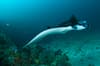 Komodo Indonesia Diving 16