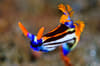 Komodo Indonesia Diving 2