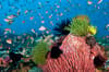 Komodo Indonesia Diving 3