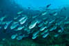 Komodo Indonesia Diving 7