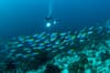Komodo Indonesia Diving 9