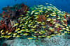 Bangka Gangga Islands Sulawesi Indonesia 6