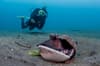 Lembeh Strait Sulawesi Indonesia 10