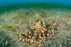 Lembeh Strait Sulawesi Indonesia 3