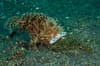Lembeh Strait Sulawesi Indonesia 8