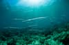 Bunaken Sulawesi Indonesia Scuba Diving 13