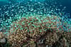 Bunaken Sulawesi Indonesia Scuba Diving