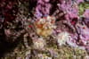 Manado_Sulawesi_Boxer_Crab