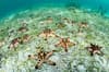 Wakatobi Indonesia scuba diving 10