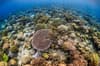 Wakatobi Indonesia scuba diving 9
