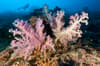 Cenderawasih Bay Papua Indonesia Diving 11