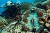 Cenderawasih Bay Papua Indonesia Diving 3