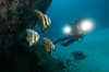 Cenderawasih Bay Papua Indonesia Diving 4