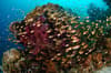 Raja Ampat Indonesia Diving 10