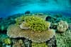 Raja Ampat Indonesia Diving 11