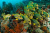 Raja Ampat Indonesia Diving 12