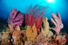Raja Ampat Indonesia Diving 3