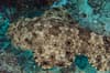 Raja Ampat Indonesia Diving 7
