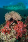 Triton Bay West Papua Indonesia 10