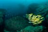 Triton Bay West Papua Indonesia 3