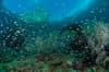 Triton Bay West Papua Indonesia 9